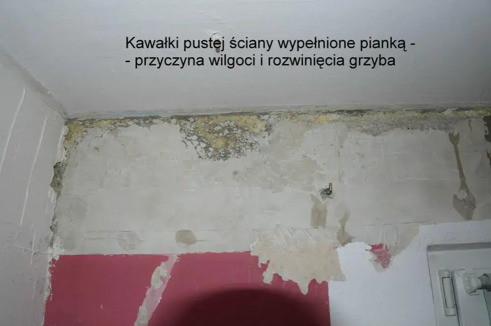 Grzyb w mieszkaniu: Wzór pisma do spółdzielni. Walcz o zdrowie!