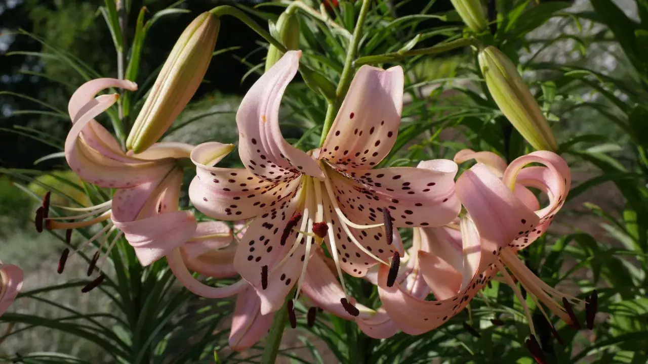 Zarte rosa Lilien mit dunklen Sprenkeln entfalten sich im Sonnenlicht. Die Blütenblätter krümmen sich elegant, während grüne Knospen auf weitere Pracht warten. Ein wunderschöner Anblick von Lilien Pflanzen.