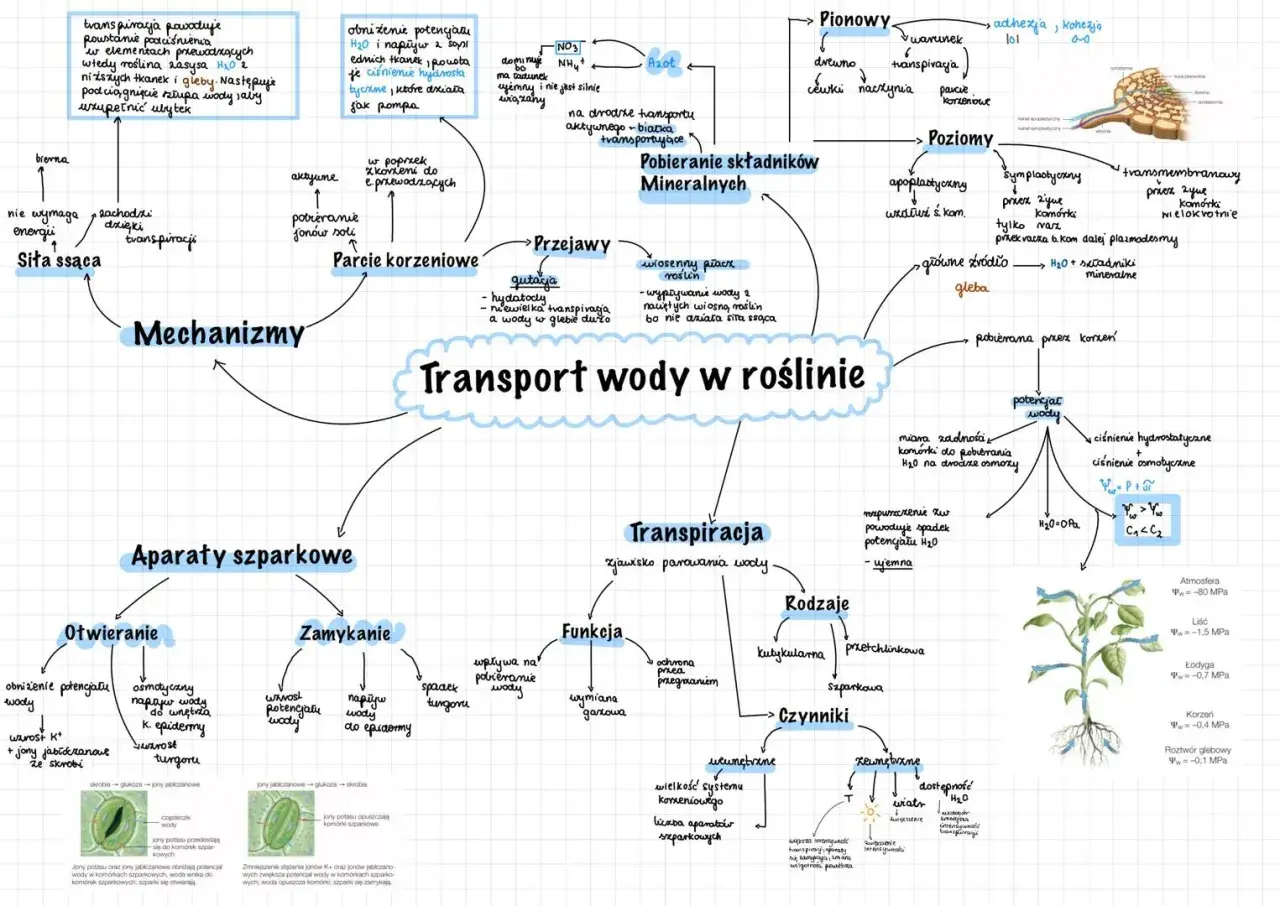 Mapa myśli przedstawiająca transport wody w roślinie, obejmująca mechanizmy, aparaty szparkowe, transpirację, pobieranie składników mineralnych i czynniki wpływające na ten proces.