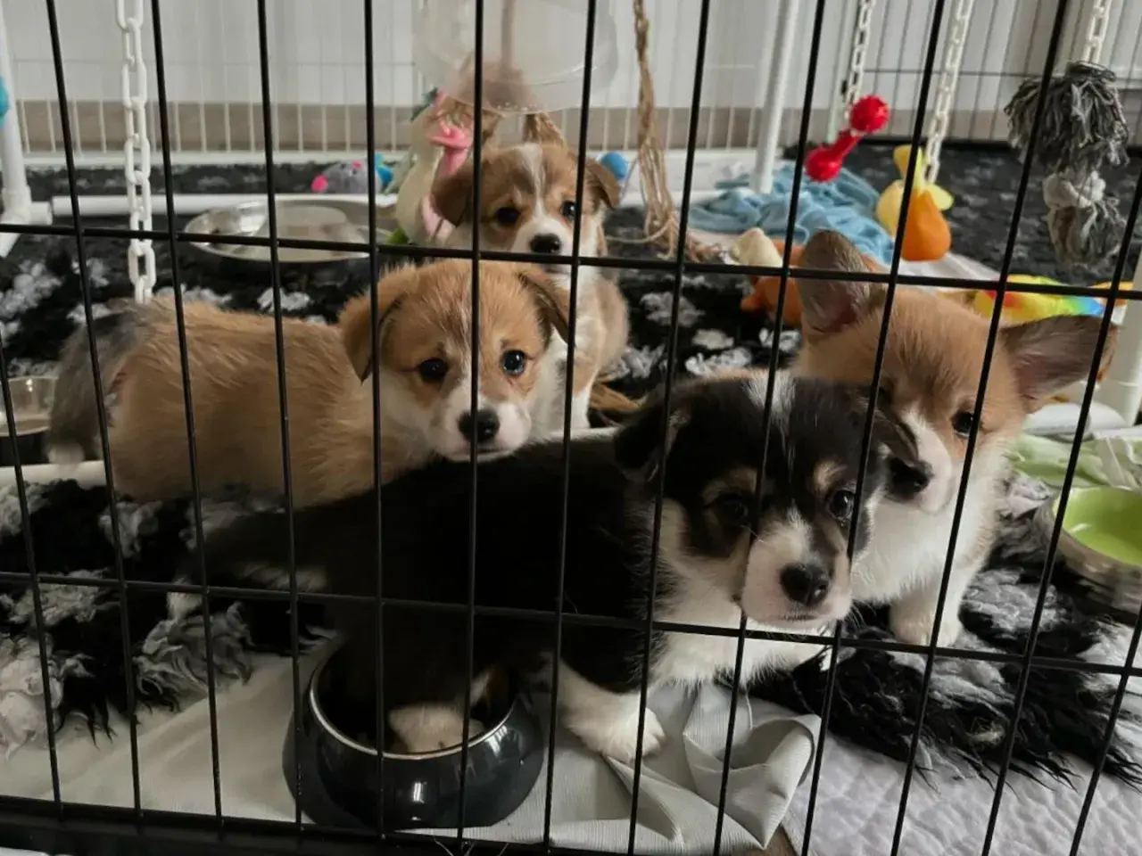 Szczenięta corgi w klatce kennelowej, wyglądają na smutne, być może to lęk separacyjny.