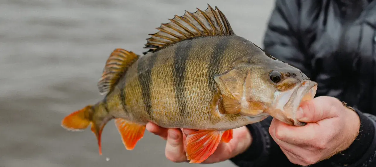 Ein Angler hält einen gestreiften Barsch. Barsche fressen kleine Fische und Krebstiere.