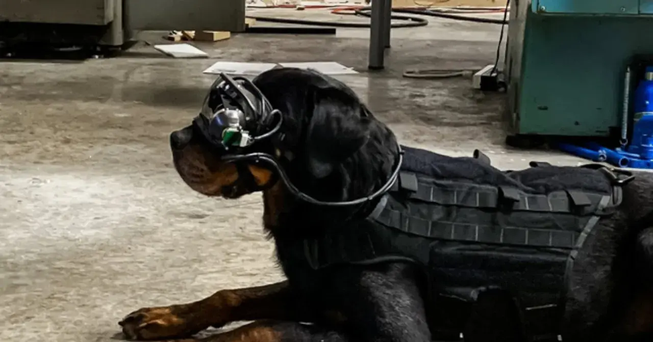 Czarny pies rasy Rottweiler w kamizelce taktycznej i goglach, gotowy do akcji jako pies wojskowy.