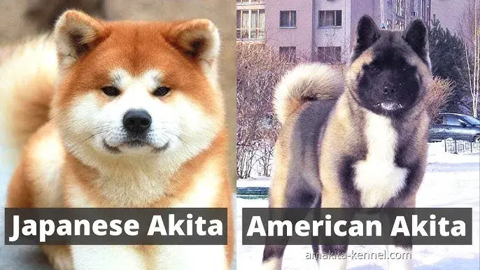 Akita Japońska vs Amerykańska: Kluczowe różnice w wyglądzie