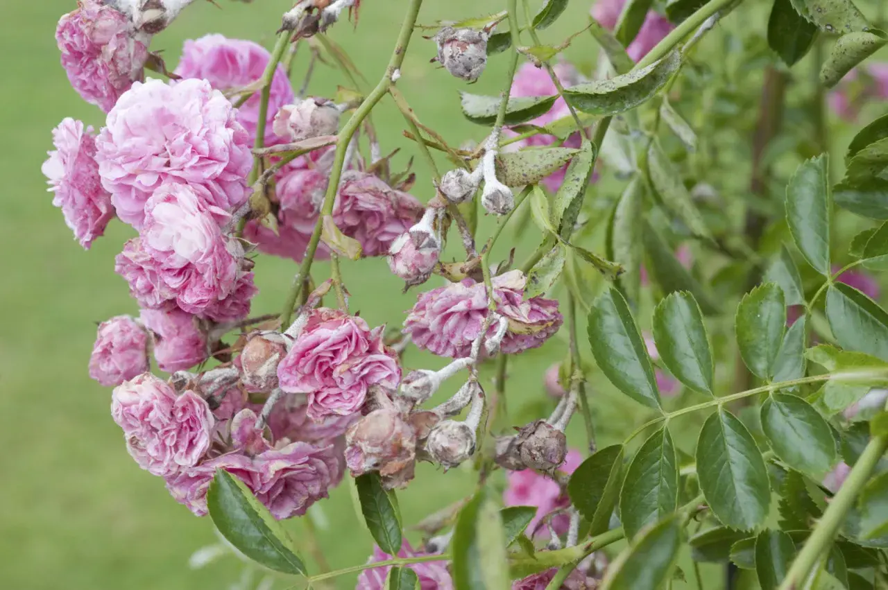 Fleurs de roses grimpantes roses atteintes par la maladie, avec des pétales flétris et des boutons couverts d'une poudre blanche.