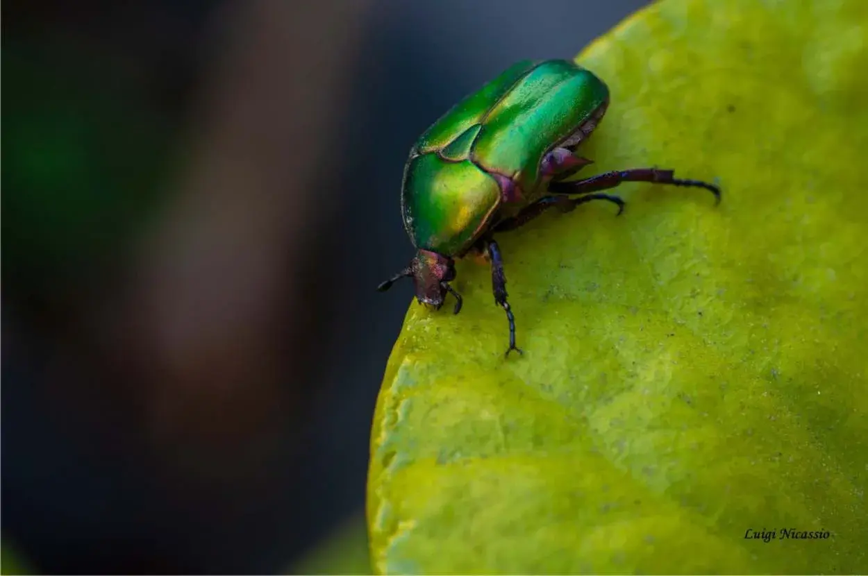 Scarabeo verde metallico, uno degli insetti utili, si posa su una foglia.