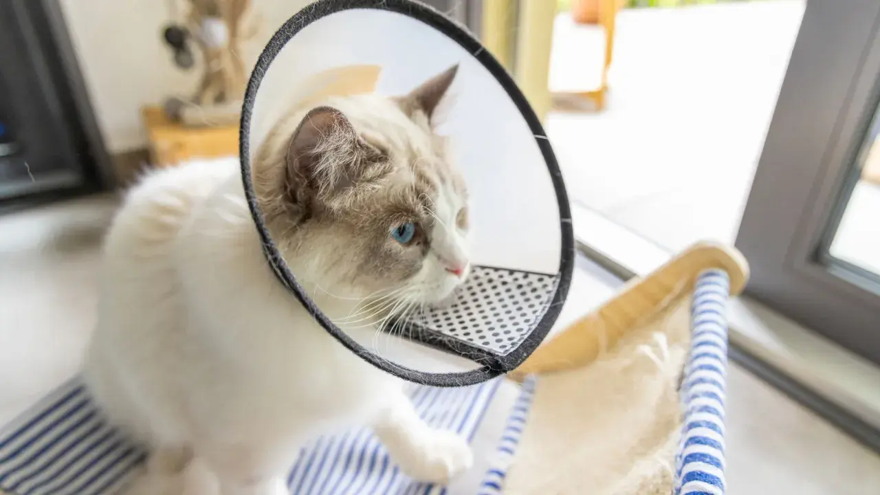 Gato de 2 meses con collar isabelino, ojos azules y pelaje blanco y gris.