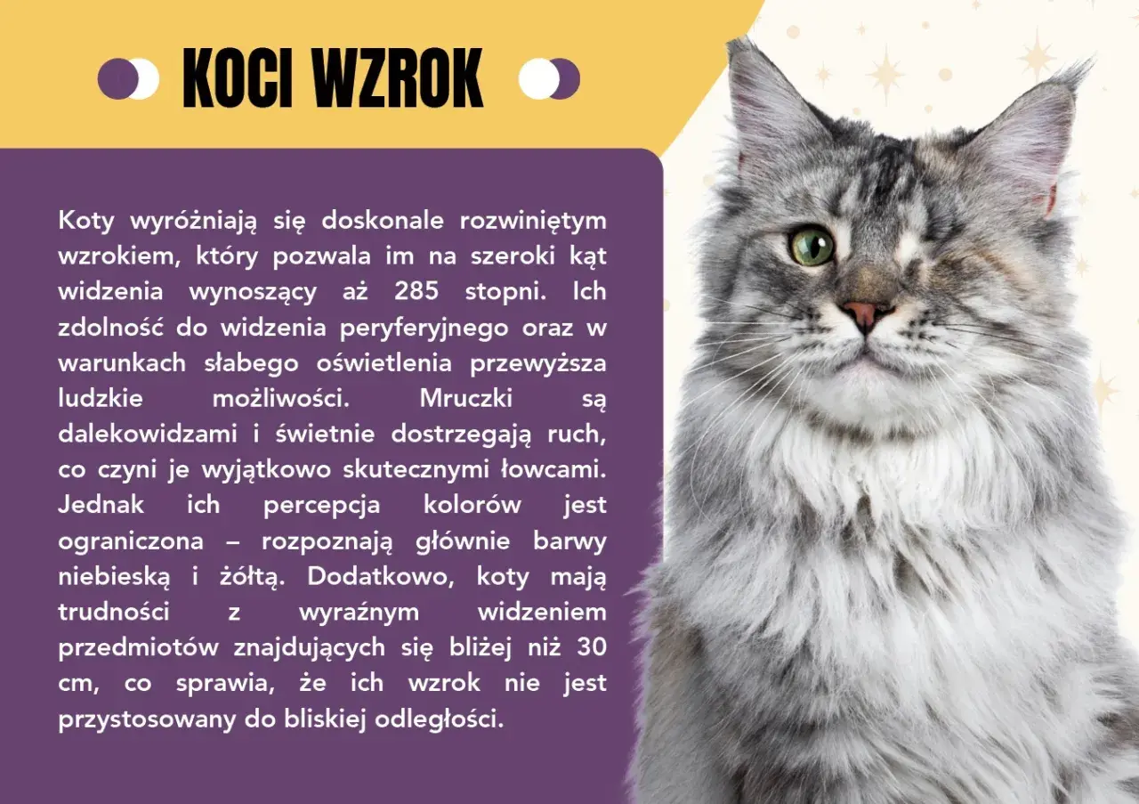 Ciekawostki o kotach: ich wzrok jest niesamowity! Widzą 285 stopni, świetnie w ciemności i dostrzegają ruch, ale mają problem z bliskimi przedmiotami.