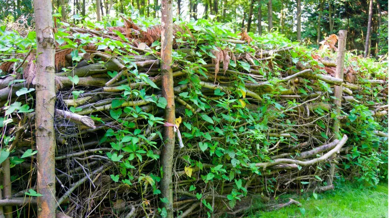 Eine Benjeshecke anlegen: Ein natürlicher Wall aus Ästen und Zweigen, bewachsen mit grünen Blättern, schützt und bietet Lebensraum.