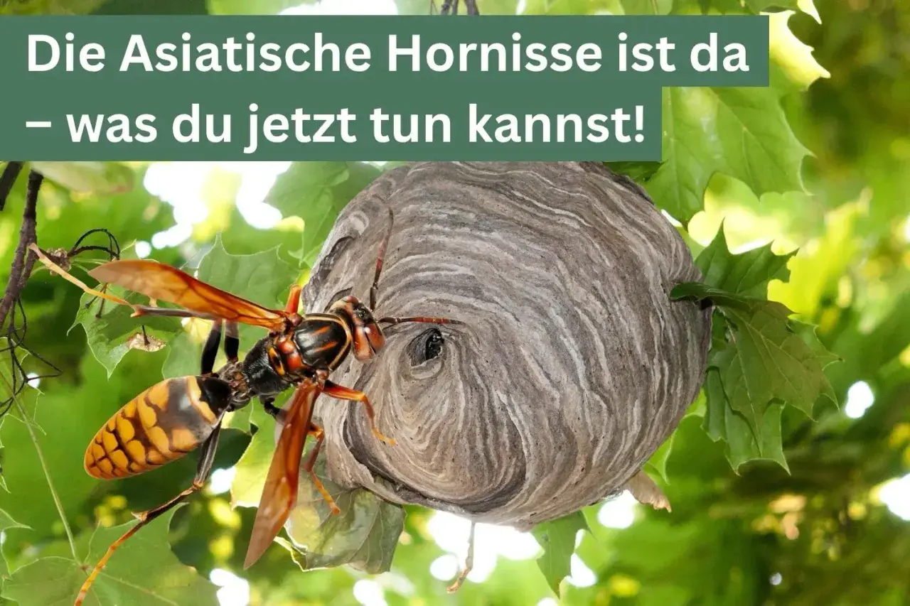 Eine asiatische Hornisse sitzt neben ihrem Wespennest im Baum.