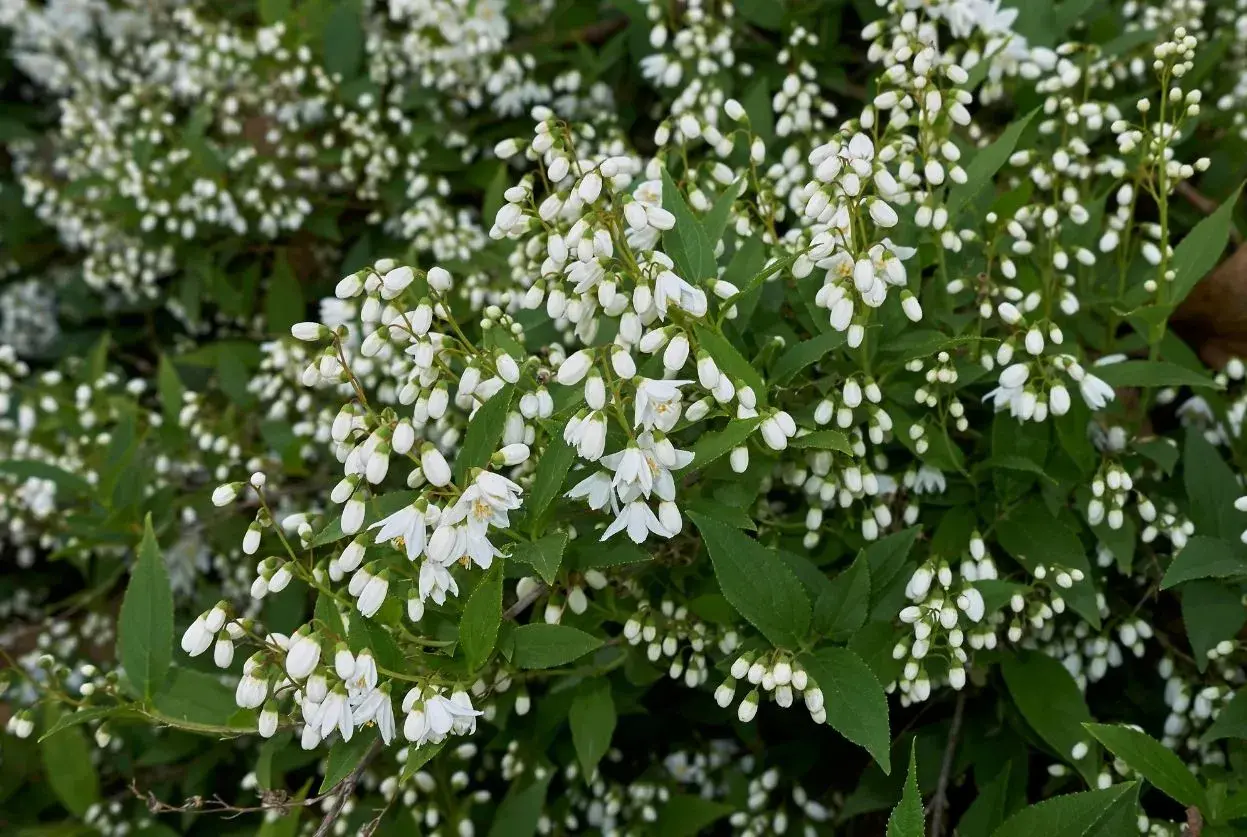 Un arbuste de deutzia en pleine floraison, ses grappes de petites fleurs blanches évoquent la douceur du printemps. Sa hauteur modeste le rend idéal pour les jardins.