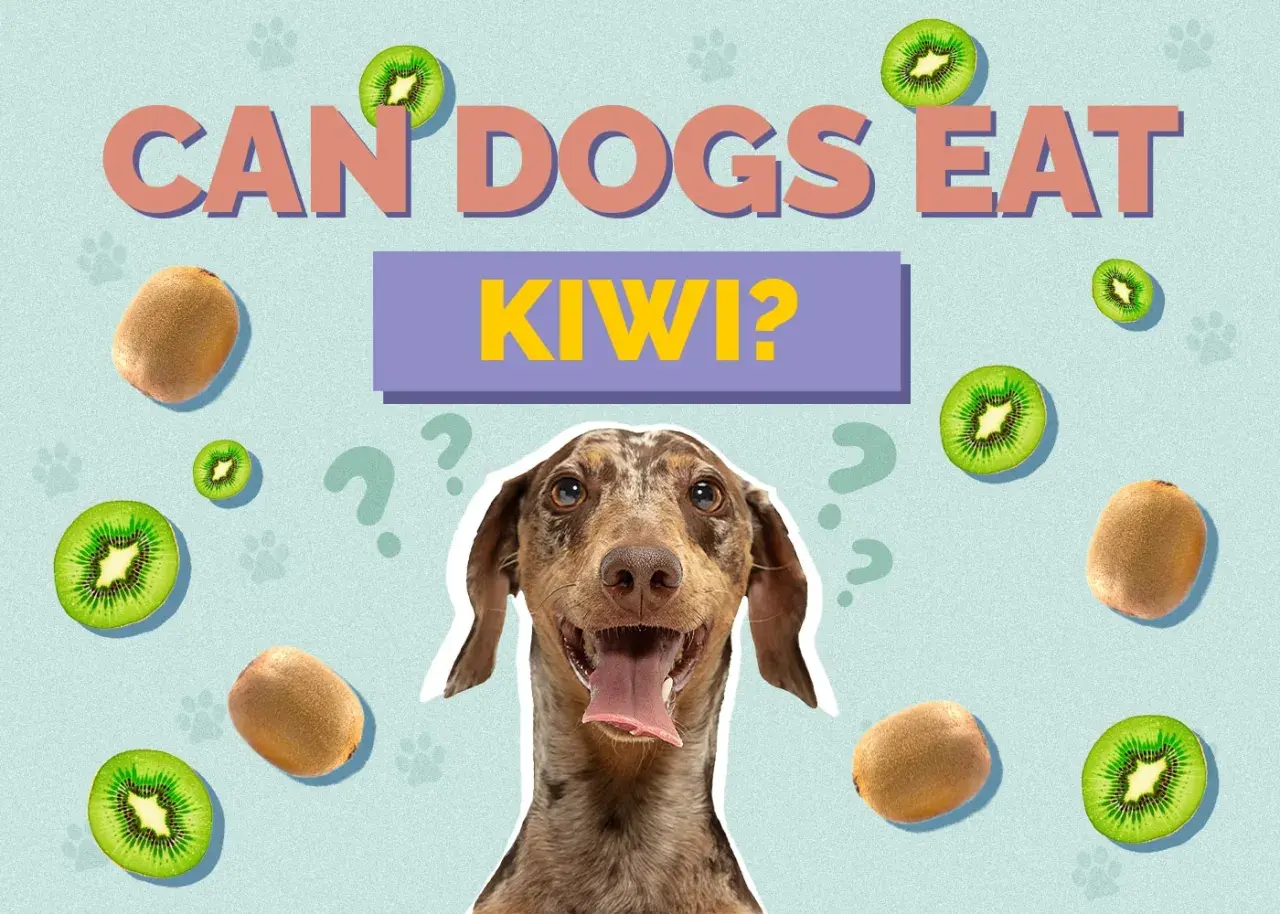 A dog looks at kiwis scattered around the text "CAN DOGS EAT KIWI?".