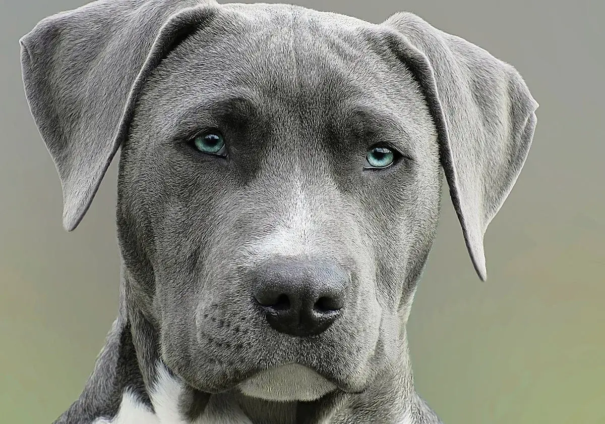 Primer plano de un perro de raza grande con ojos azules penetrantes. Una imagen que evoca la pregunta: cuanto cuesta la eutanasia de un perro.