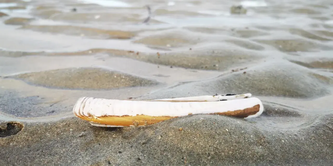 Un couteau de mer repose sur le sable mouillé, sa coquille blanche et brune contrastant avec les ondulations du sable.