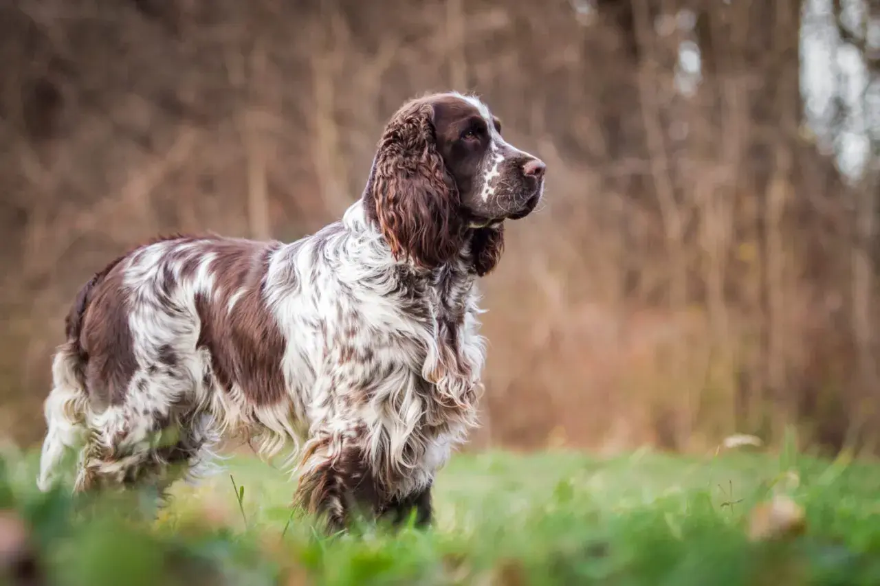 Ein English Springer Spaniel steht im Gras, sein braun-weißes Fell ist im Sonnenlicht zu sehen.