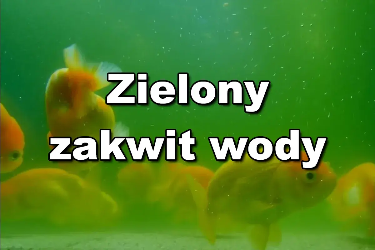 Złote rybki pływają w akwarium, gdzie woda jest zielona z powodu zakwitu.