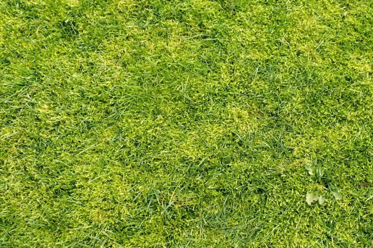 Gęsta, zielona trawa z widocznymi fragmentami mchu. Idealna do stworzenia naturalnego, biocalnego krajobrazu.