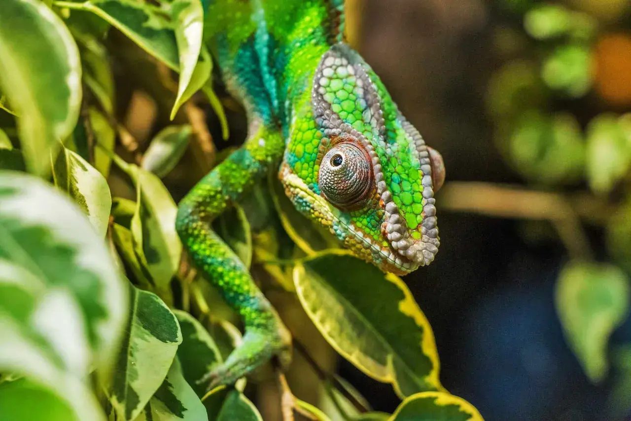 Zielony kameleon wśród liści. Zastanawiasz się, ile kosztuje kameleon? Ten okaz wygląda na bardzo cennego.