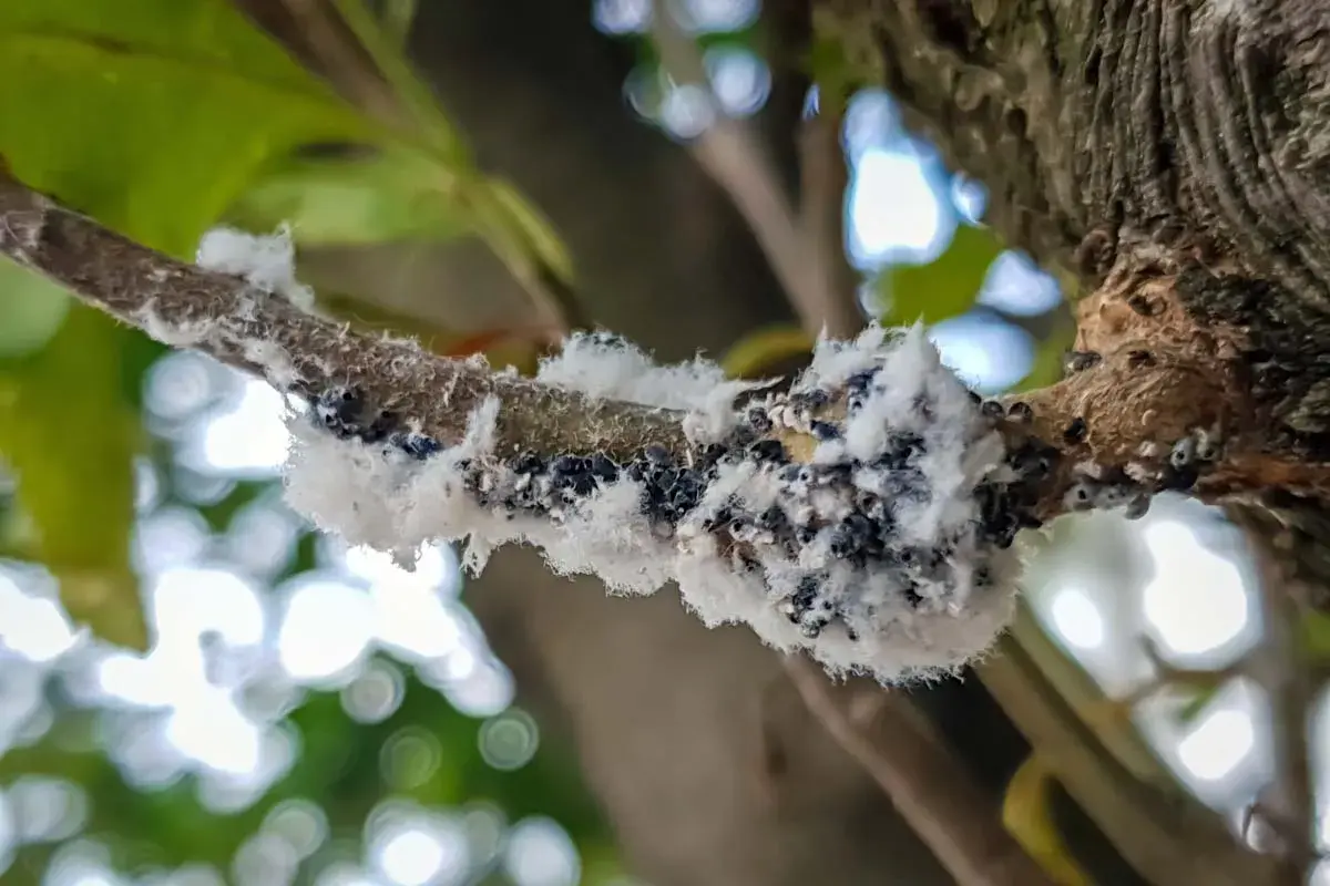 Gros plan sur une branche d'arbre recouverte d'une colonie de pucerons blancs, formant une masse cotonneuse et sombre.