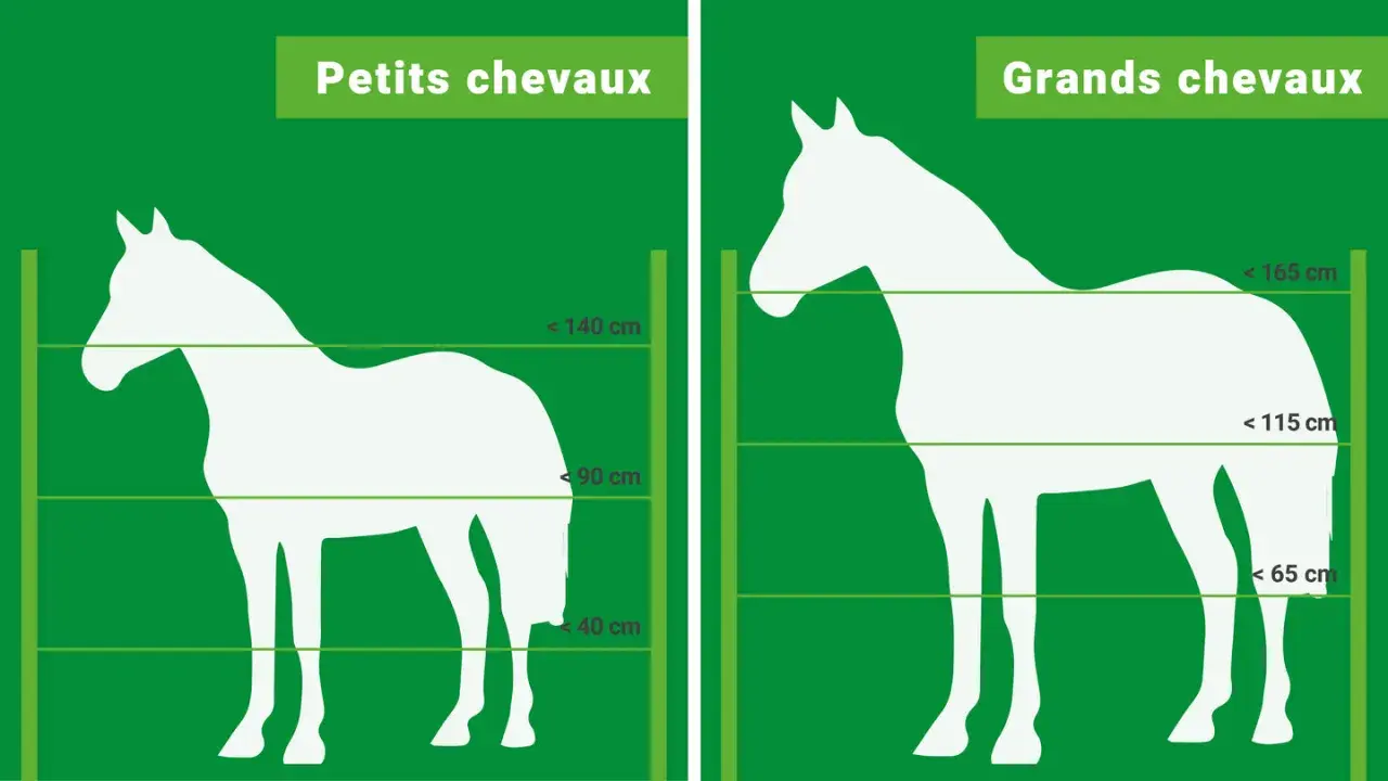 Comparaison de la hauteur cloture chevaux : petits et grands chevaux, avec indications de tailles en cm.