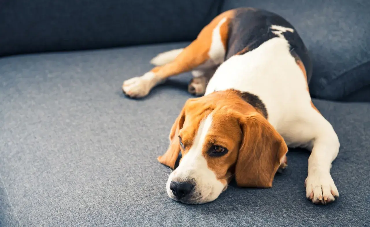 A sad beagle rests on a couch, perhaps after a dose of thc for dogs.