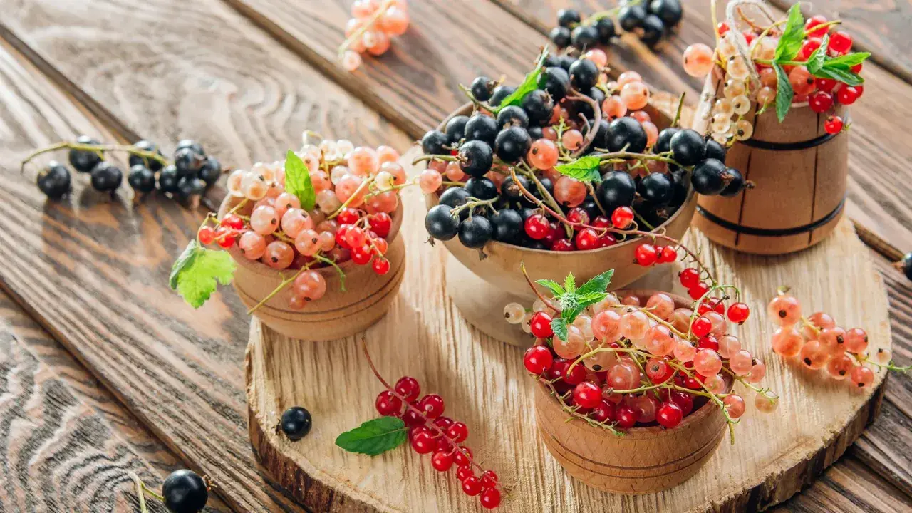 Schwarze, rote und weiße Johannisbeeren in Holzschalen und einem Fass auf Holzhintergrund.
