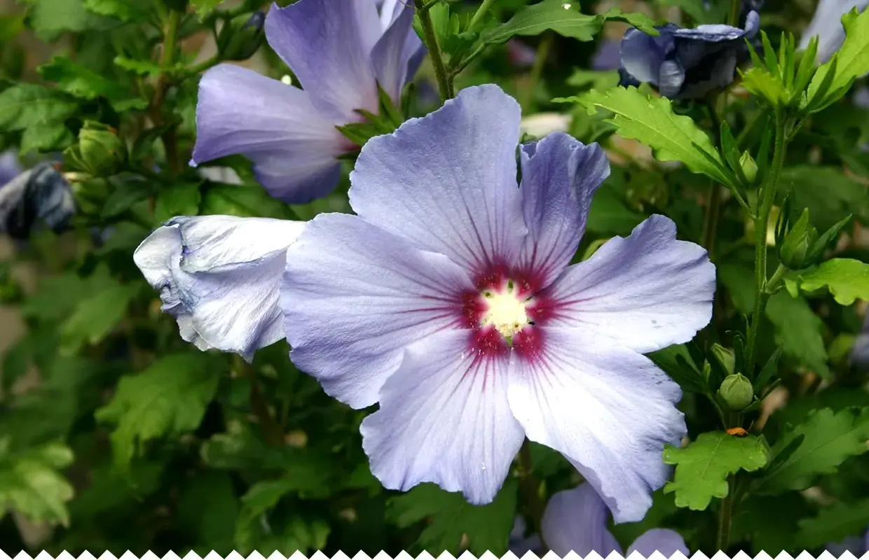 Gros plan sur une fleur d'hibiscus bleu pâle, ses pétales délicats révélant un cœur pourpre. La taille de l'hibiscus est impressionnante.
