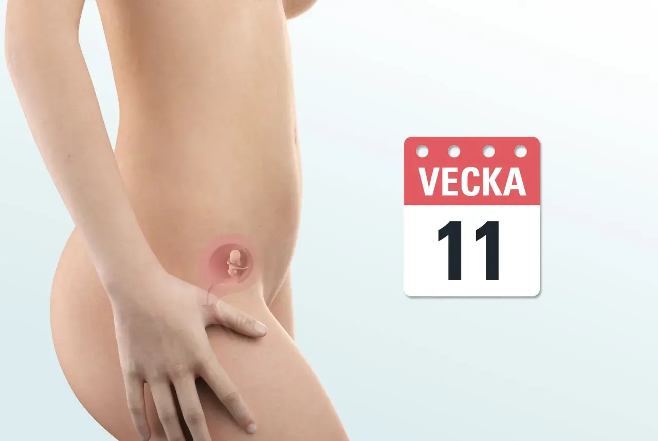 Graviditet vecka 11. En illustration visar en bebis i magen, med en kalender som visar "Vecka 11".