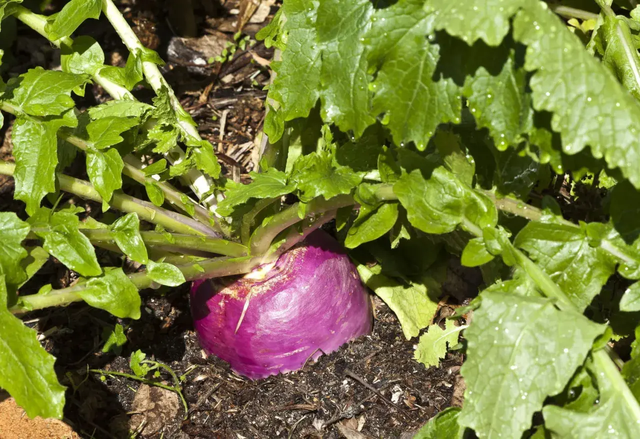 Gros navet violet émergeant de la terre, entouré de feuilles vertes luxuriantes. Une belle variété de navet prête à être récoltée.