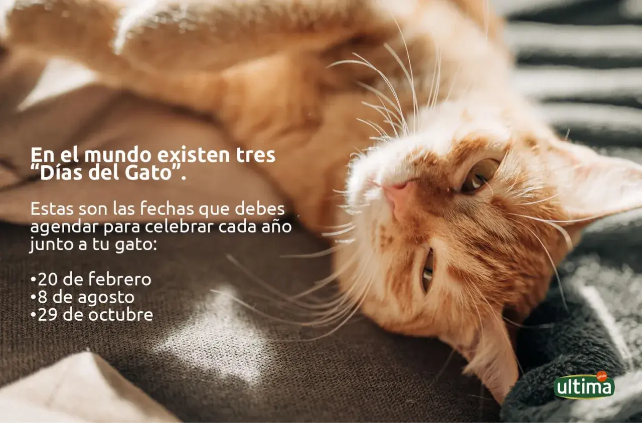 Un gato naranja descansa, invitando a celebrar los tres "Días del Gato" agendados: 20 de febrero, 8 de agosto y 29 de octubre.