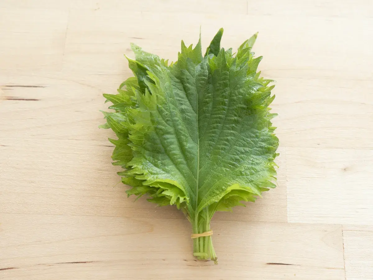 A bunch of fresh green shiso leaves, tied with a rubber band, ready for delicious shiso recipes.