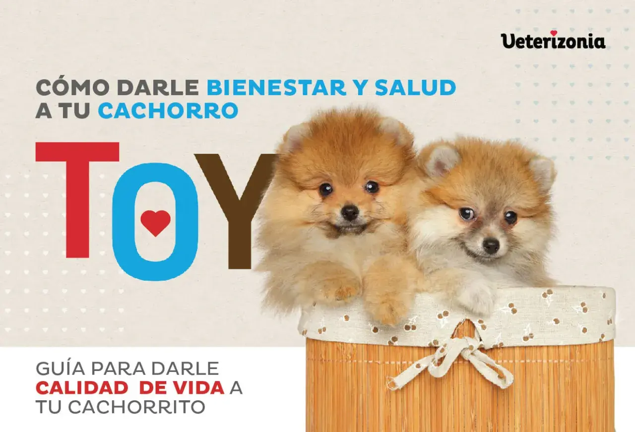 Dos adorables cachorros Pomerania en una cesta. Guía para darle bienestar y salud a tu cachorro, con información sobre cachorros semana a semana.