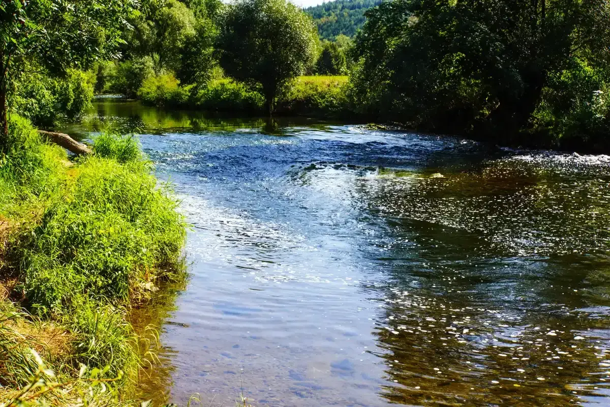 Grüner Uferbewuchs und Bäume säumen einen plätschernden Bach. Die Sonne spiegelt sich im Wasser, ideal zum Angeln am Bach.