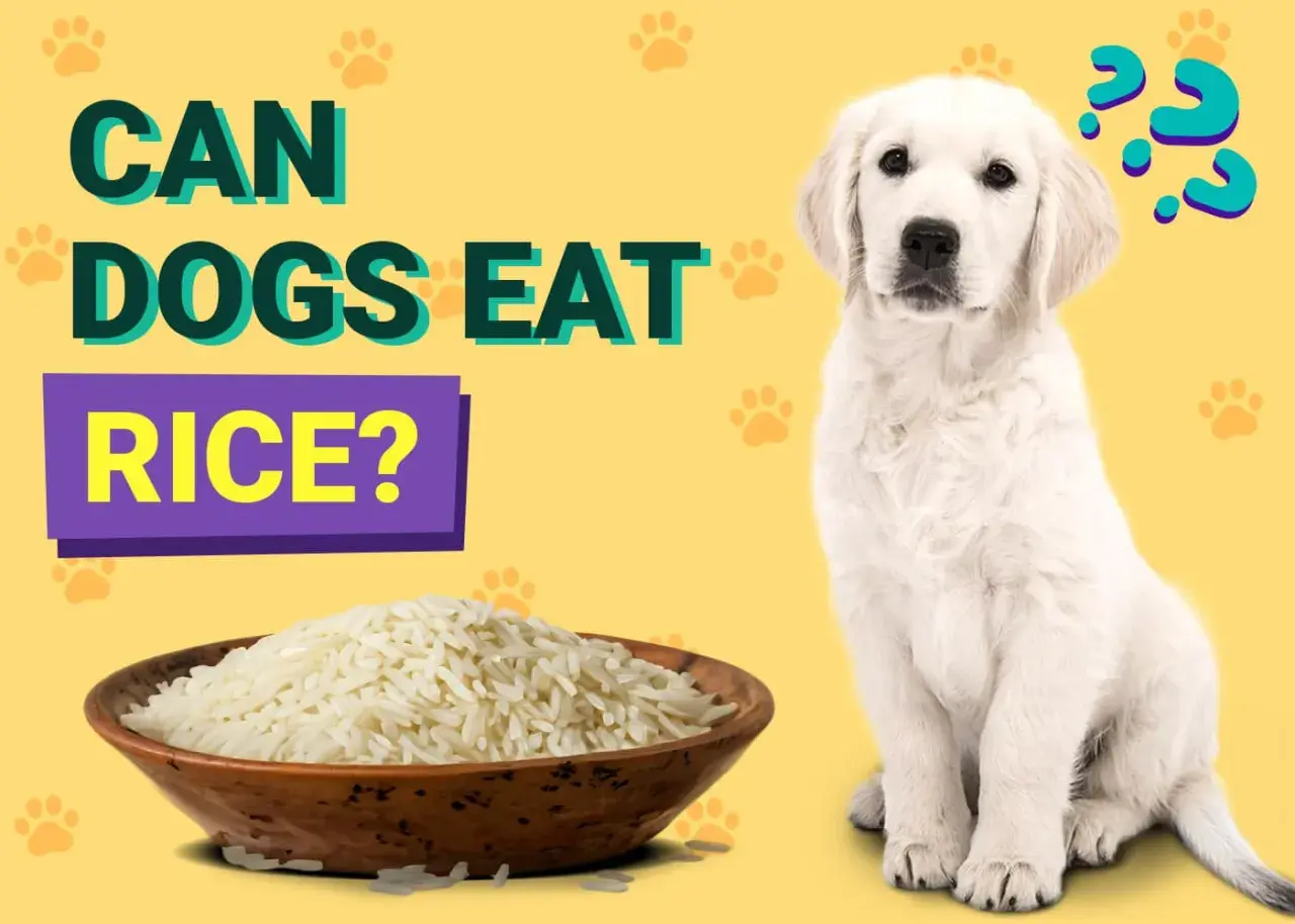 A curious puppy sits next to a bowl of rice, with the text "CAN DOGS EAT RICE?" above.