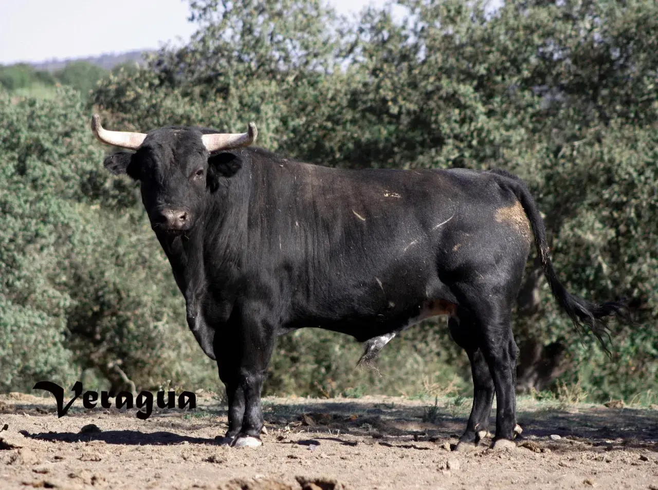 Toro negro de lidia, con cuernos curvos y mirada desafiante. Parece un ejemplar digno de un torero como José Luis Iniesta.