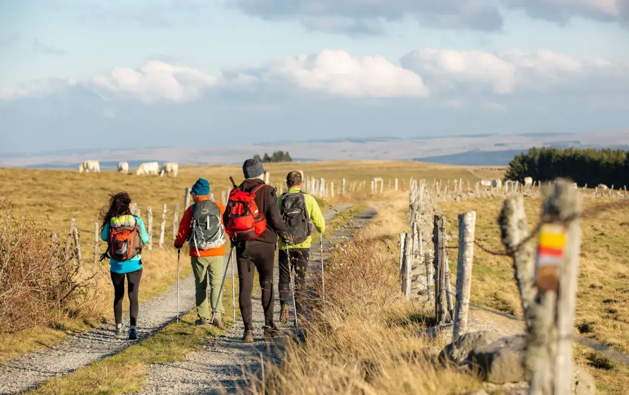 Quatre randonneurs marchent sur un sentier de campagne, profitant du paysage du tour de l'Aubrac. Des vaches paissent au loin.