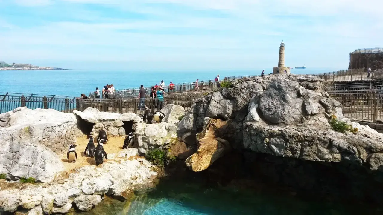 Pingüinos en su hábitat rocoso junto al mar, con visitantes observando. El parque marino de la Magdalena ofrece vistas espectaculares.