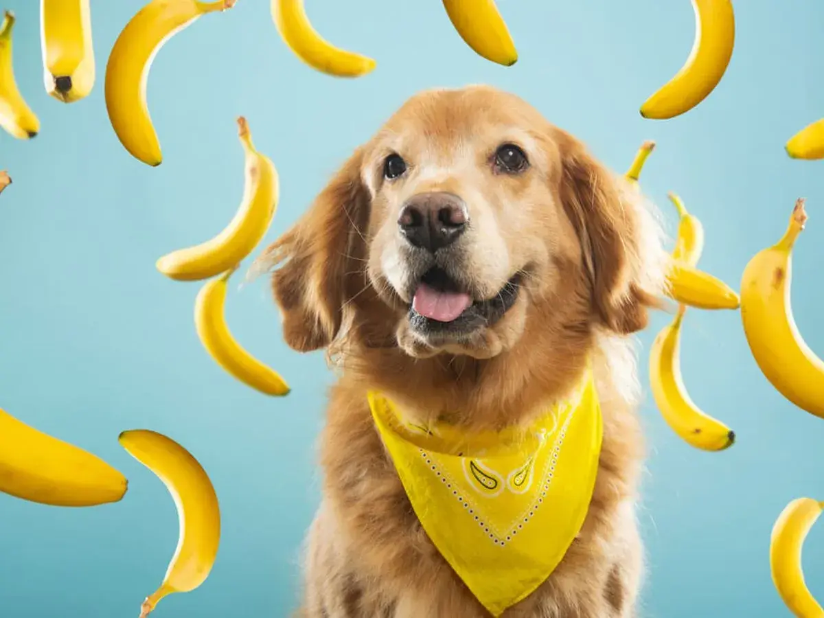 Złoty retriever w żółtej bandanie otoczony przez spadające banany. Czy pies może jeść banana? Ten słodki psiak wygląda, jakby chciał się przekonać!