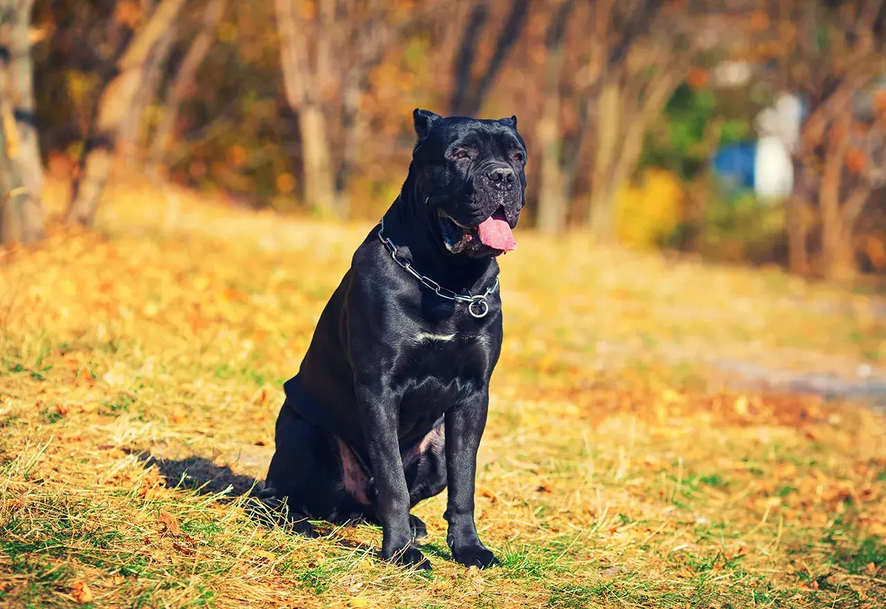 Czarny pies rasy Cane Corso siedzi na trawie w jesiennym parku. Ile żyje taki pies? Średnio 10-12 lat.