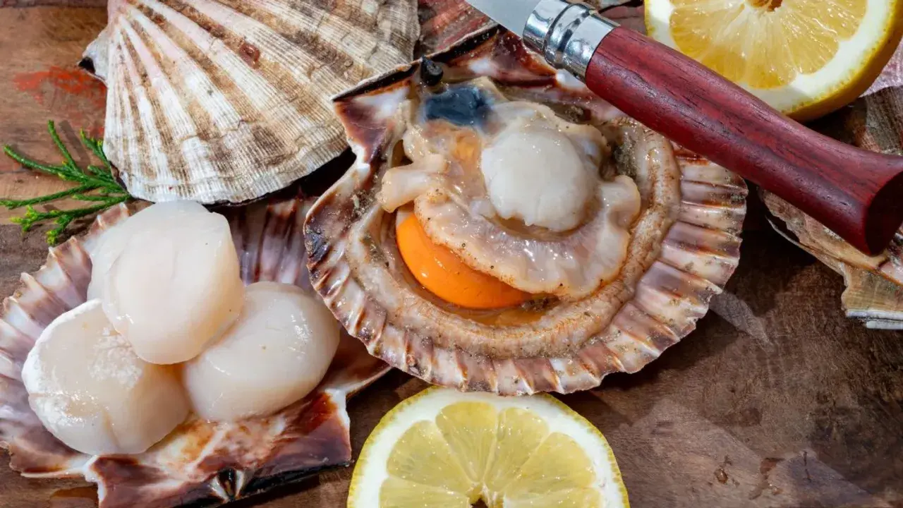 Des coquilles Saint-Jacques fraîches, prêtes à être dégustées, avec un couteau et des quartiers de citron sur un fond en bois.