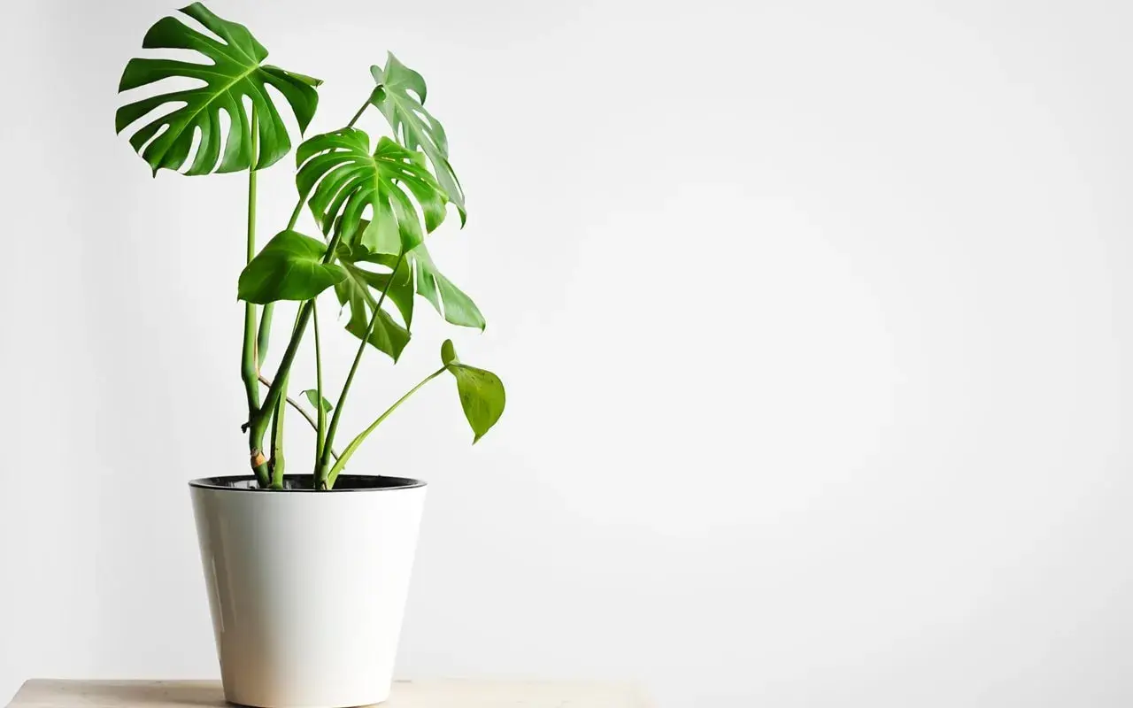 Monstera w białej donicy, idealne warunki dla tej rośliny to jasne, rozproszone światło.
