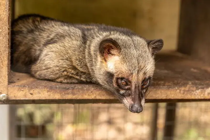 Kawa luwak jak powstaje - nieznane fakty o jej produkcji i pochodzeniu
