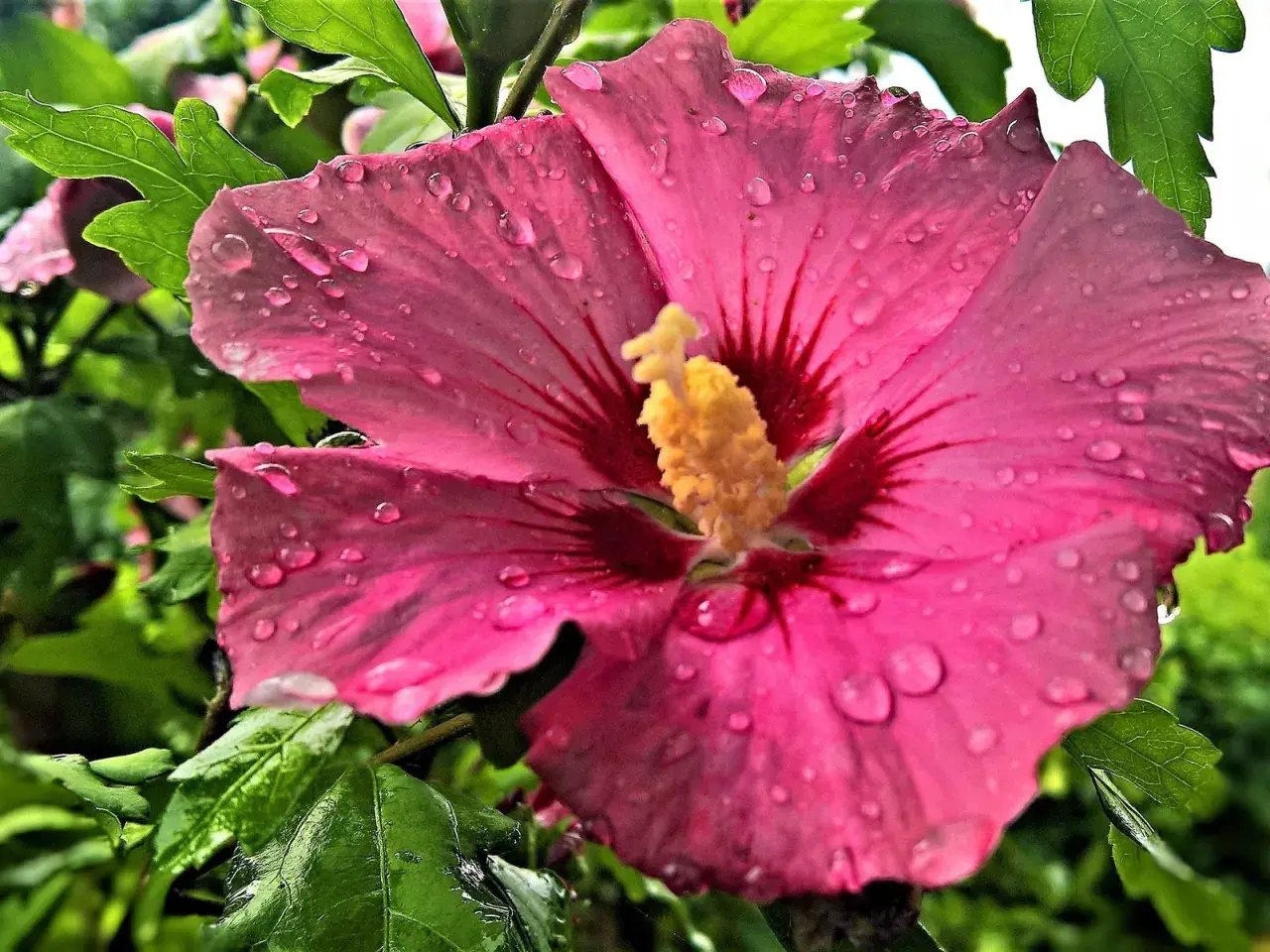Eine pinke Hibiskusblüte mit Wassertropfen. Vorsicht: Hibiskus giftig für Haustiere.