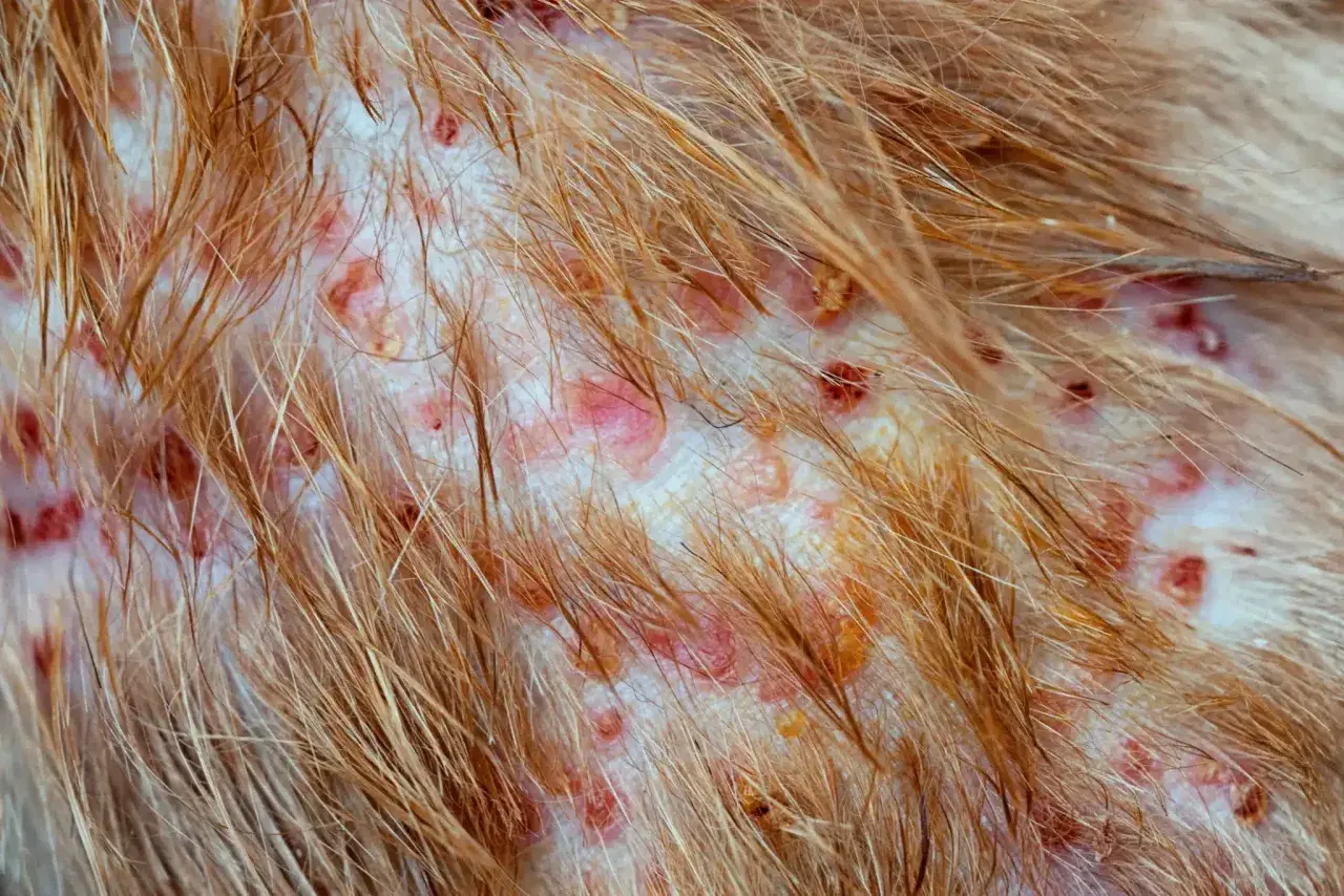 Haut eines Hundes mit entzündeten Haarfollikeln, geröteten Stellen und Krusten.