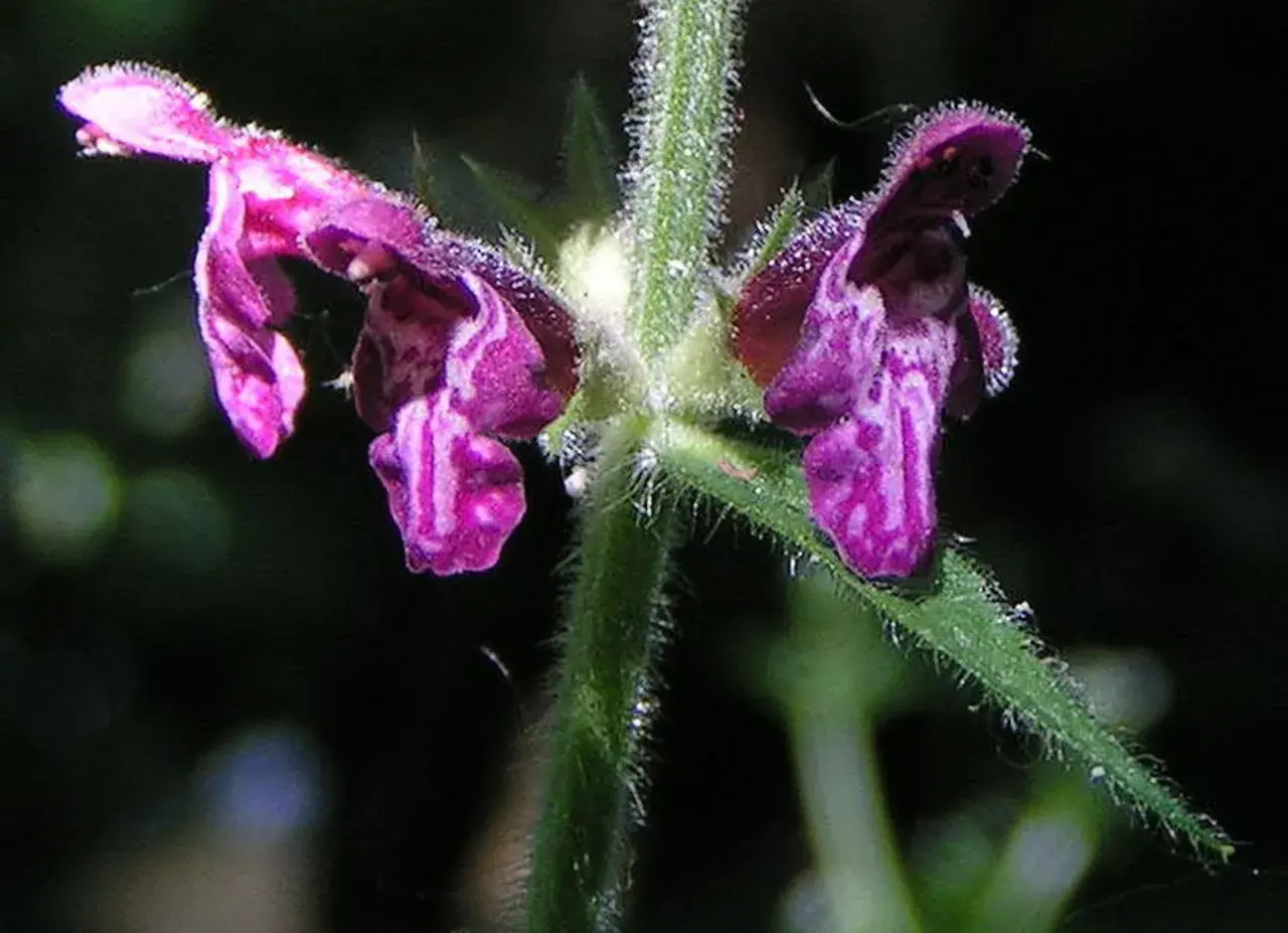 Zwei violette Blüten des Wald-Ziest, bedeckt mit Tautropfen, ragen aus einem behaarten Stiel.