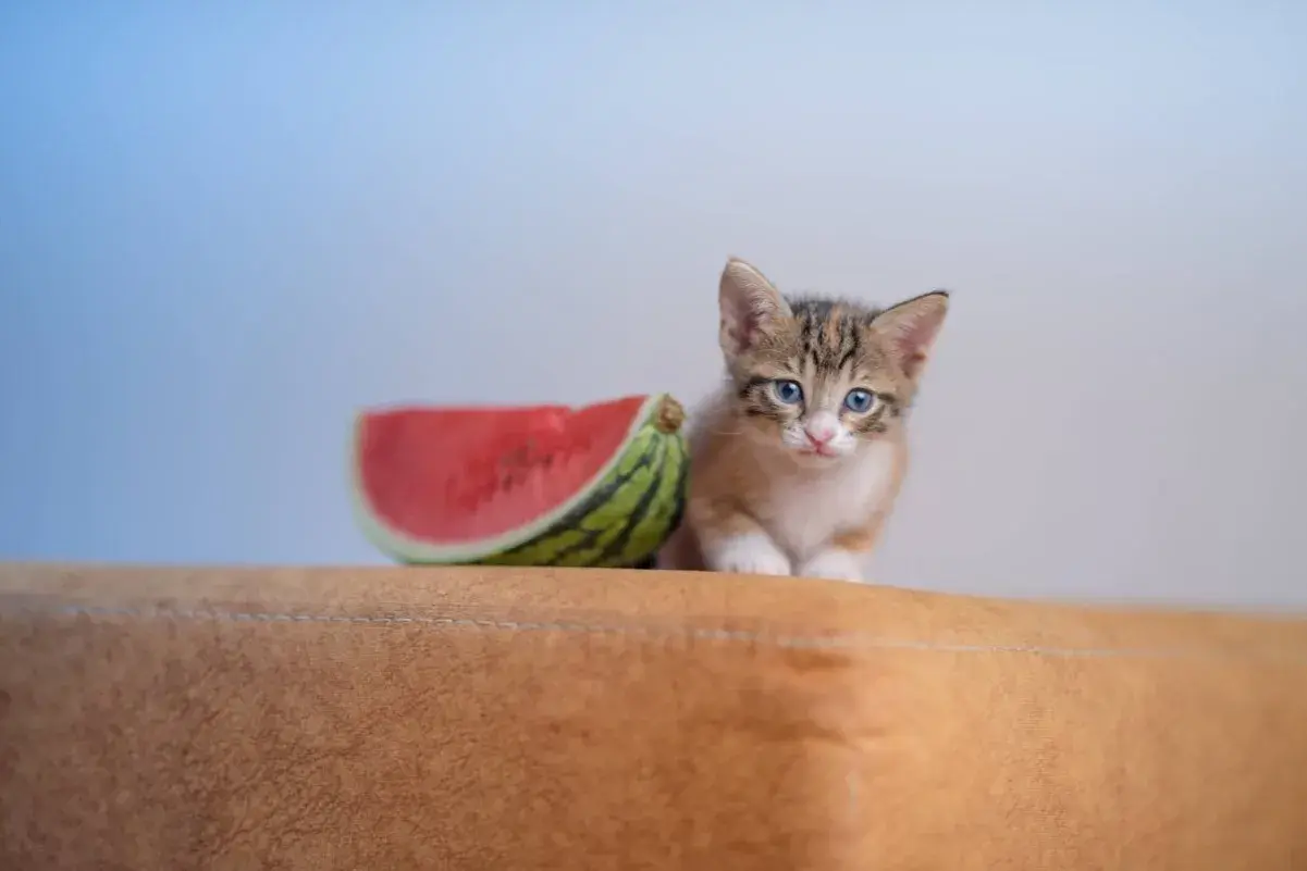 Ein süßes Kätzchen sitzt neben einem Stück Wassermelone auf einem braunen Polster.