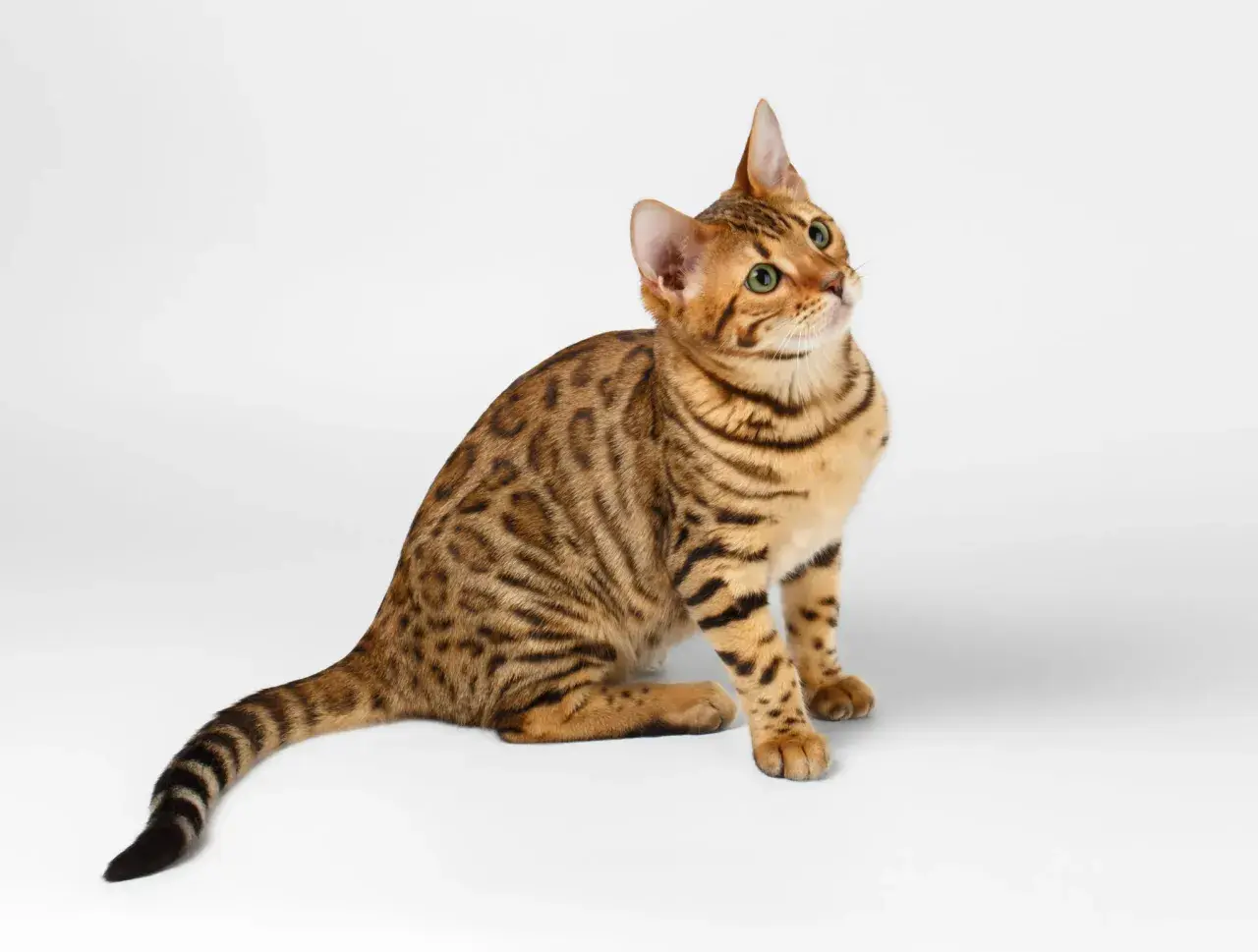 Un joven gato de bengala con pelaje moteado y ojos verdes brillantes mira hacia arriba, cautivado por algo fuera de plano.