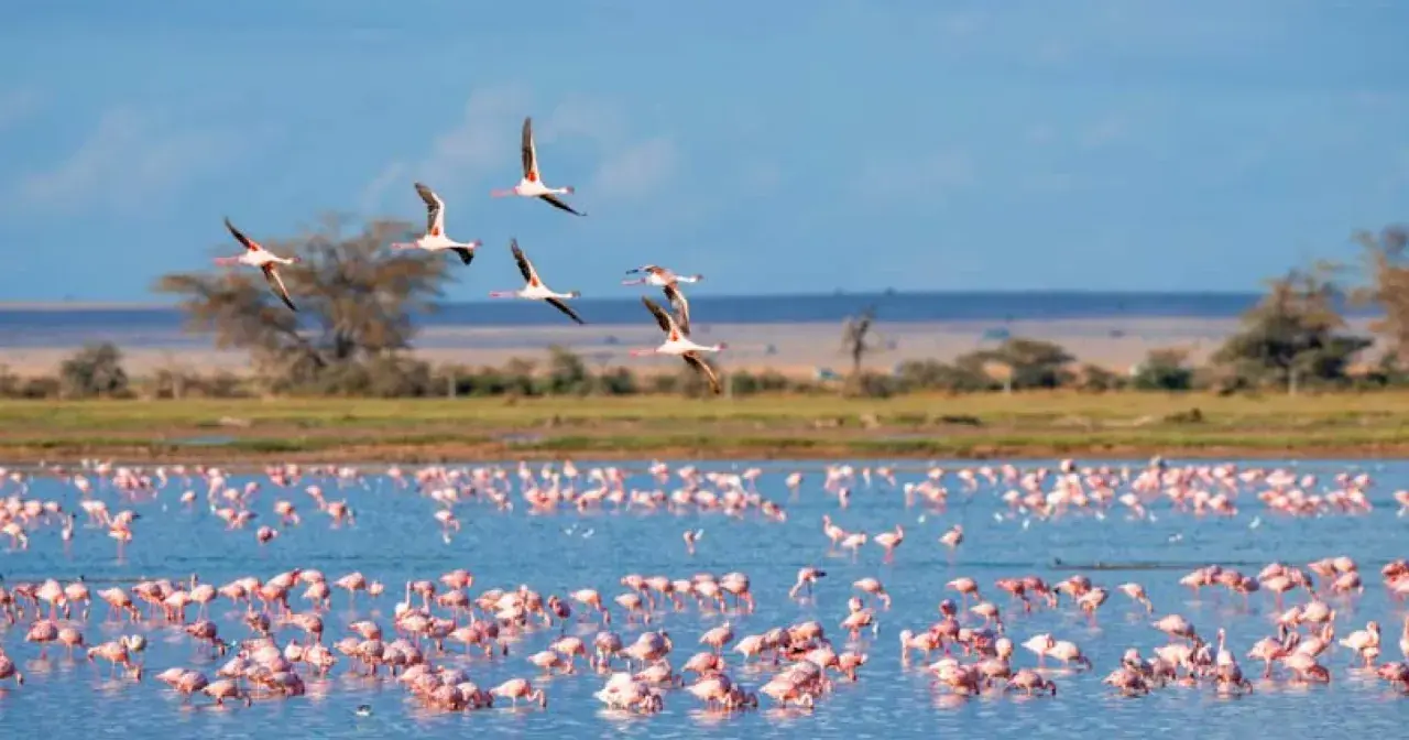Des flamants roses dansent sur l'eau bleue, certains s'envolent. Une scène magnifique pour savoir que faire en Camargue.