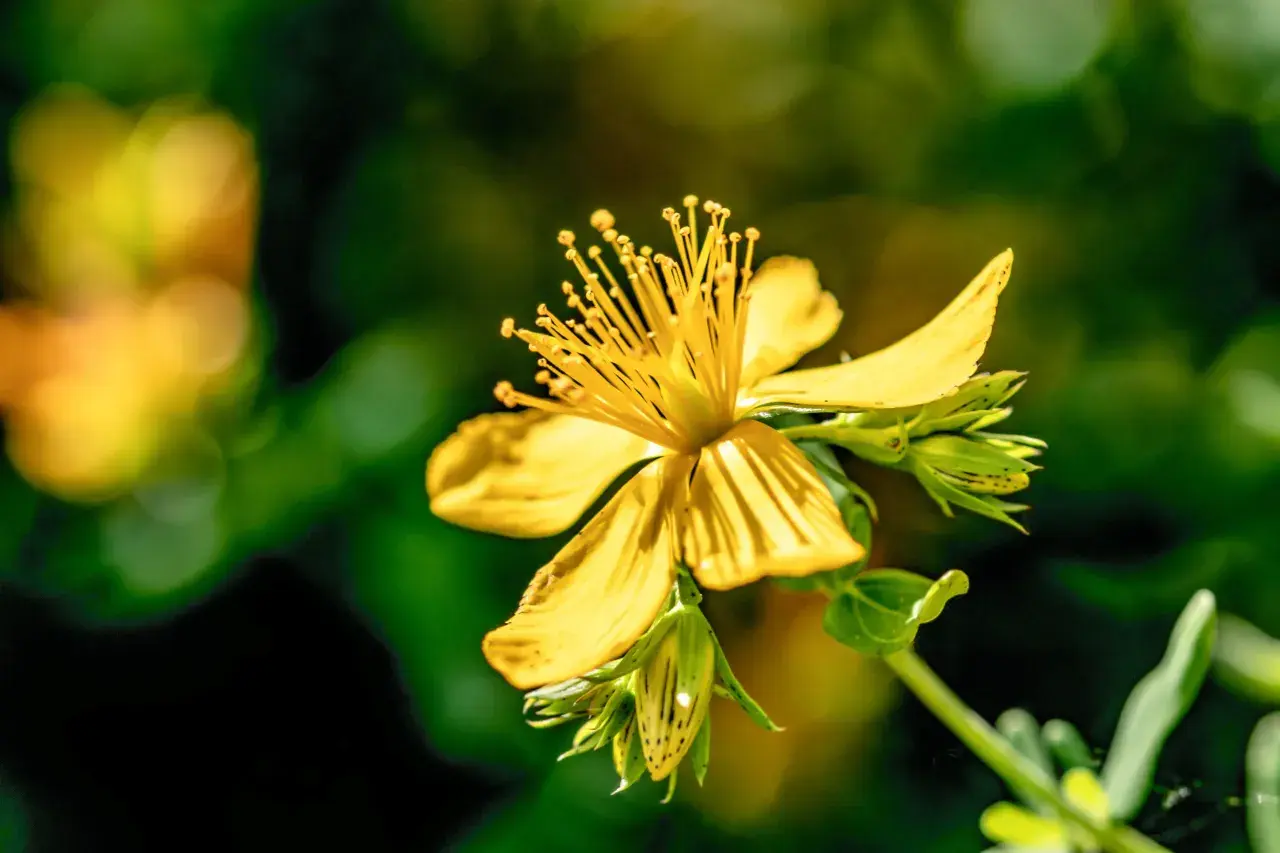 Gelbe Johanniskrautblüte mit vielen Staubgefäßen. Die Pflanze ist bekannt dafür, wie wirkt Johanniskraut bei Stimmungsschwankungen.