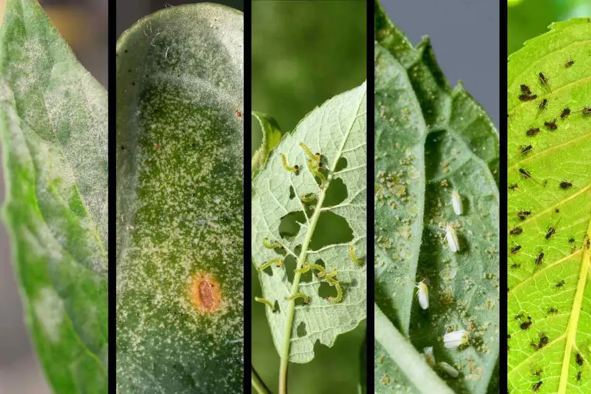 Immagini di parassiti delle piante: muffa bianca, macchie fogliari, bruchi affamati, mosche bianche e afidi neri che infestano le foglie.