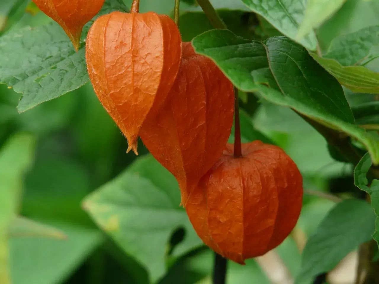 Orange Physalis-Laternen hängen reif am Strauch. Bald ist Zeit, diese schönen Früchte zu ernten.